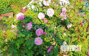 Дом 70м², 2-этажный, участок 3 сот.