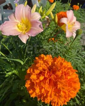 Дом 50м², 2-этажный, участок 5 сот.