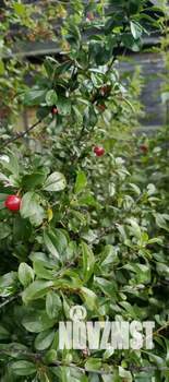 Дом 20м², 1-этажный, участок 5 сот.