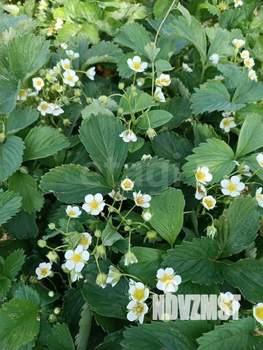 Дом 59м², 2-этажный, участок 5 сот.