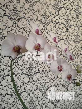 Дом 50м², 1-этажный, участок 5 сот.