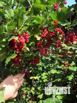 Дом 60м², 1-этажный, участок 9 сот.