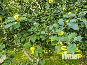 Дом 160м², 2-этажный, участок 24 сот.