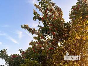 Дом 20м², 1-этажный, участок 5 сот.