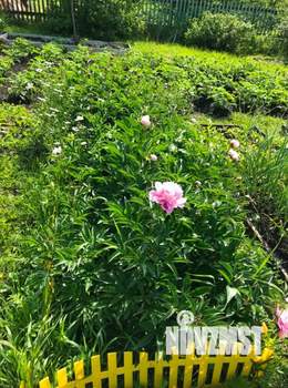 Дача 12м², 1-этажный, участок 5 сот.