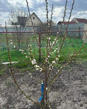 Дом 56м², 2-этажный, участок 8 сот.