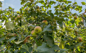 Дом 60м², 1-этажный, участок 8 сот.