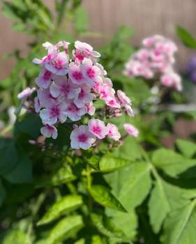 Дом 50м², 2-этажный, участок 5 сот.