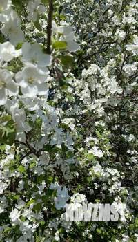 Дача 12м², 1-этажный, участок 5 сот.