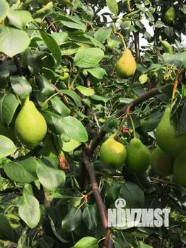 Дом 60м², 1-этажный, участок 9 сот.