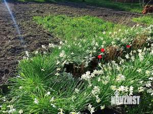 Дом 50м², 2-этажный, участок 22 сот.