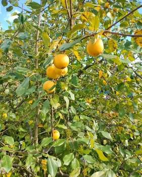 Дом 16м², 1-этажный, участок 4 сот.