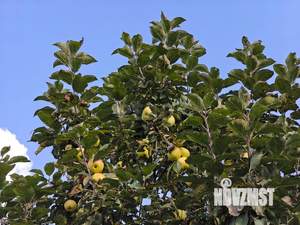 Дом 43м², 2-этажный, участок 14 сот.