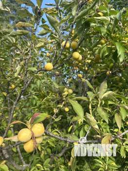 Дом 40м², 2-этажный, участок 6 сот.  