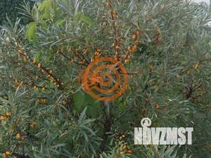 Дом 20м&sup2;, 1-этажный, участок 5 сот.  