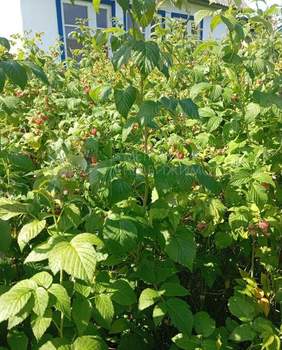 Дом 25м&sup2;, 1-этажный, участок 4 сот.  