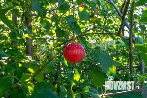 Коттедж 155м&sup2;, 2-этажный, участок 5 сот.  