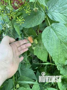 Дом 110м², 2-этажный, участок 7 сот.  