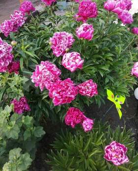 Дом 40м², 2-этажный, участок 6 сот.  