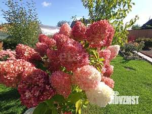 Дом 40м&sup2;, 2-этажный, участок 4 сот.  