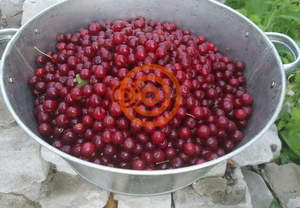 Дом 20м&sup2;, 1-этажный, участок 5 сот.  