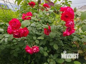 Дом 28м&sup2;, 1-этажный, участок 8 сот.  