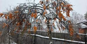 Дача 40м², 1-этажный, участок 8 сот.  