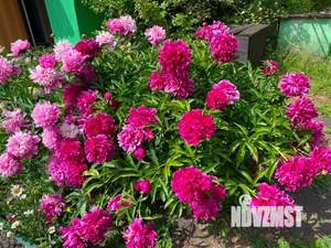 Дом 12м&sup2;, 1-этажный, участок 5 сот.  