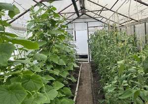 Дом 62м&sup2;, 1-этажный, участок 6 сот.  