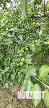 Дом 20м², 1-этажный, участок 4 сот.  