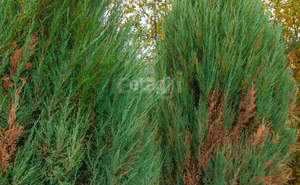 Дом 49м&sup2;, 2-этажный, участок 545 сот.  