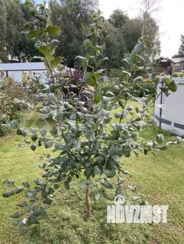 Дом 63м&sup2;, 1-этажный, участок 12 сот.  