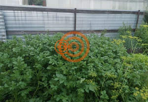 Дом 20м&sup2;, 1-этажный, участок 5 сот.  