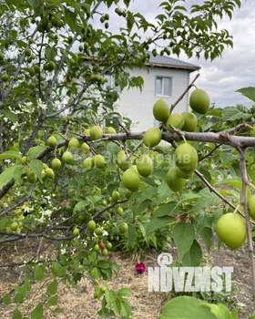 Дом 45м&sup2;, 1-этажный, участок 5 сот.  