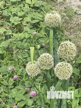 Коттедж 51м&sup2;, 1-этажный, участок 13 сот.  