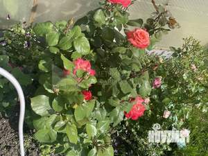 Дом 33м&sup2;, 1-этажный, участок 6 сот.  