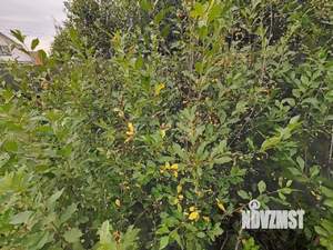 Дом 105м², 1-этажный, участок 6 сот.  