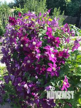 Дача 20м², 1-этажный, участок 4 сот.  