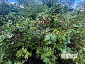 Дом 30м², 1-этажный, участок 5 сот.  