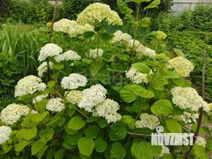 Дом 28м&sup2;, 1-этажный, участок 8 сот.  