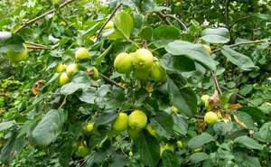 Дом 18м&sup2;, 1-этажный, участок 0 сот.  