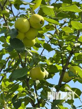 Дом 48м&sup2;, 2-этажный, участок 8 сот.  