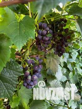 Дом 51м&sup2;, 2-этажный, участок 7 сот.  