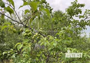 Дом 45м&sup2;, 1-этажный, участок 5 сот.  