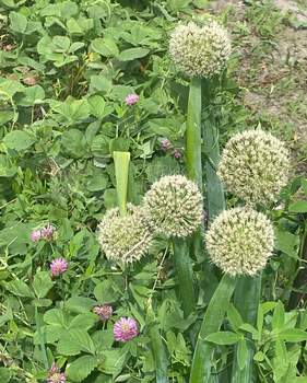 Дом 51м&sup2;, 1-этажный, участок 13 сот.  