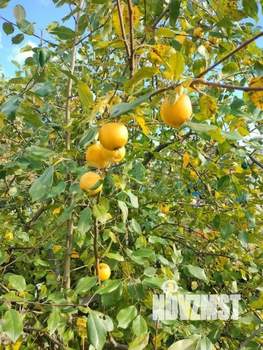 Дом 20м², 1-этажный, участок 4 сот.  