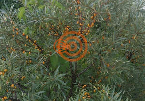 Дом 20м&sup2;, 1-этажный, участок 5 сот.  