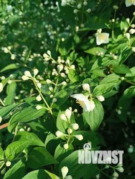 Дом 59м&sup2;, 2-этажный, участок 5 сот.  