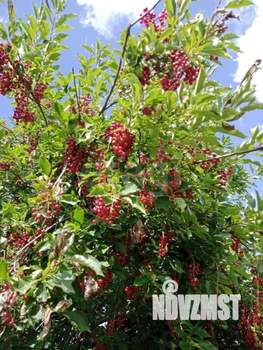 Дом 38м&sup2;, 1-этажный, участок 5 сот.  