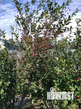 Дом 50м&sup2;, 2-этажный, участок 15 сот.  